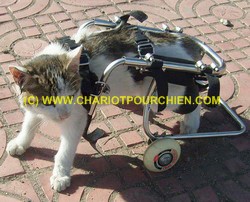 Chaise roulante pour chat