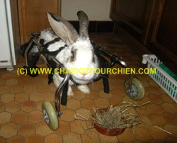 Chaise roulante pour Lapin