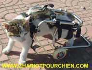 Un chat heureux dans son chariot :-)