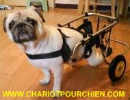 Un chien heureux dans son chariot :-)