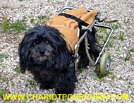 Juju dans sans chariot pour chien