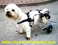 Ursula a bord de son chariot pour chien