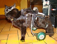 Un chat heureux dans son chariot pour chat